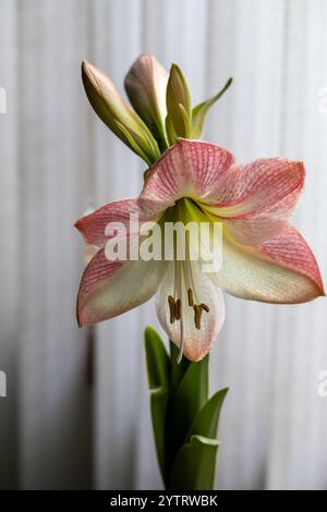 Vista ravvicinata full frame di un singolo fiore di Amaryllis rosa e bianco in fiore davanti a persiane verticali bianche Foto Stock