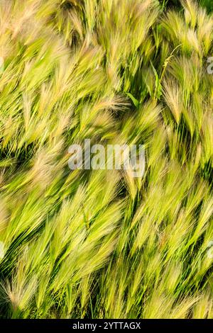 Un campo di erba alta con molto colore verde. L'erba è molto alta e sembra che stia soffiando nel vento Foto Stock