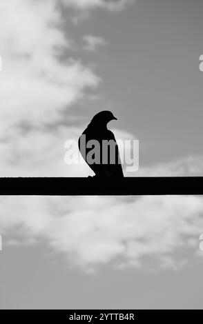 Una silhouette nera di un piccione in piedi su una barra sottile contro un cielo nuvoloso. Foto Stock