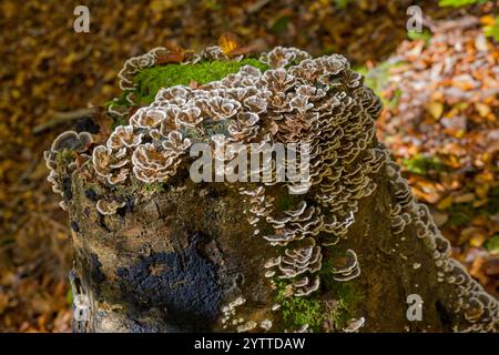 Un ceppo di albero morto ricoperto di funghi bruni chiamato armillaria solidipes nella foresta del Palatinato Foto Stock
