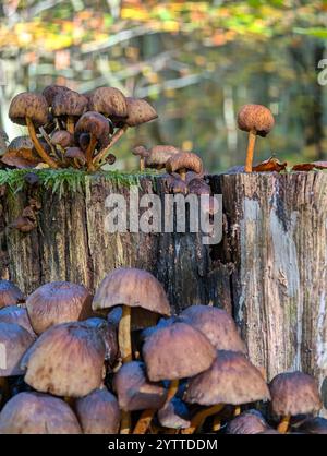 un ceppo d'albero nella foresta ricoperto di molti funghi bruni alla luce del sole Foto Stock