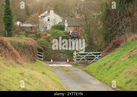 Stroud, Regno Unito, 8 dicembre 2024. Meteo nel Regno Unito. Alberi giù a Selsley Hill tagliando potenza a 28 case mentre un'altra notte di Storm Darragh infuriava su Stroud, Gloucestershire. Credito: Gary Learmonth / Alamy Live News Foto Stock