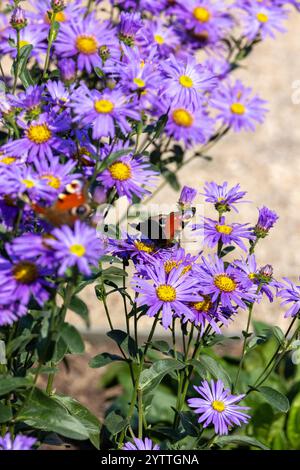 La farfalla colorata raccoglie il nettare su fiori viola Foto Stock