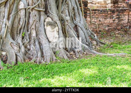 La testa di Buddha in pietra si intreccia nelle radici degli alberi ad Ayutthaya Foto Stock