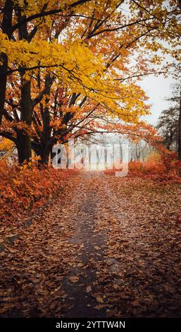 Autunno nel parco. Percorso ricoperto da foglie di quercia gialla e arancione cadute e acero. Foto Stock