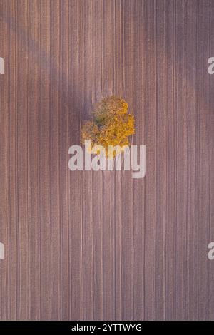 quercia isolata con foglie dorate in autunno in un campo agricolo arato, vista droni zenithal Foto Stock