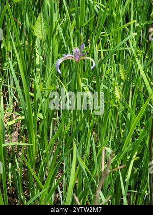 Bandiera blu sottile (Iris prismatica) Foto Stock