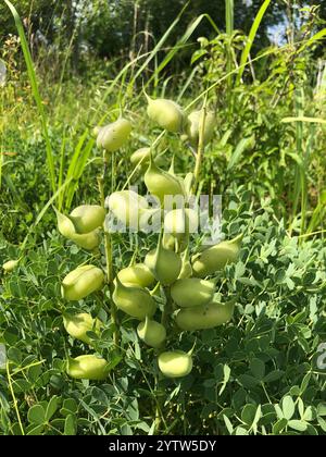 Indaco selvatico blu prateria orientale (Baptisia australis aberrans) Foto Stock