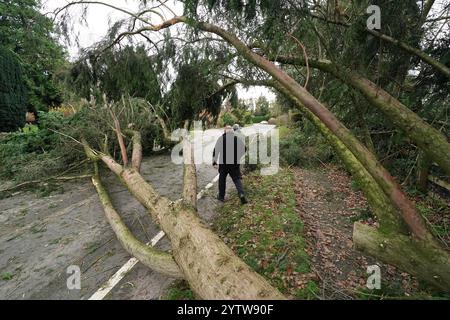 Un albero caduto a Swainshill, Herefordshire, dopo che Storm Darragh ha colpito il Regno Unito e l'Irlanda. Data foto: Domenica 8 dicembre 2024. Foto Stock