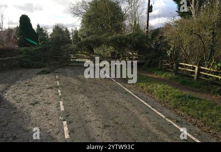 Un albero caduto a Swainshill, Herefordshire, dopo che Storm Darragh ha colpito il Regno Unito e l'Irlanda. Data foto: Domenica 8 dicembre 2024. Foto Stock