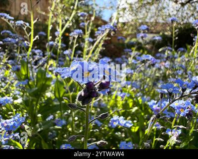 Piante blu che crescono in agglomerati in un giardino in Inghilterra. Foto Stock