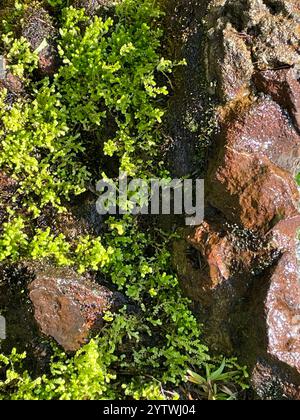 Spikemoss del prato (Selaginella apoda) Foto Stock