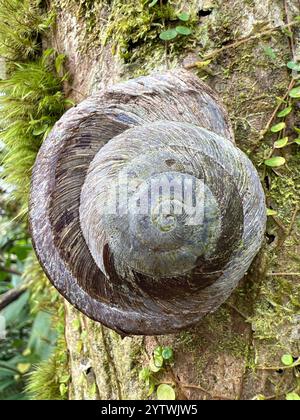 Lumaca d'albero portoricana (Caracolus caracolla) Foto Stock