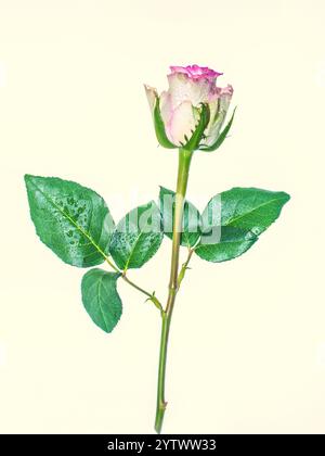 Una rosa singola bianca e rosa in primo piano su sfondo giallo Foto Stock