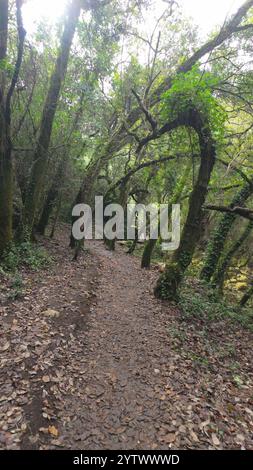 Foresta mistica sul sentiero del Rio de Mouros a Condeixa, Coimbra, Portogallo. si snoda tra querce ricoperte di muschio e fitto sottobosco, creando un'incisione Foto Stock