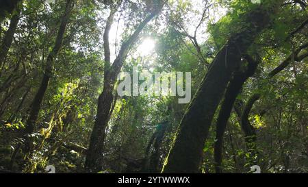 Foresta mistica sul sentiero del Rio de Mouros a Condeixa, Coimbra, Portogallo. si snoda tra querce ricoperte di muschio e fitto sottobosco, creando un'incisione Foto Stock