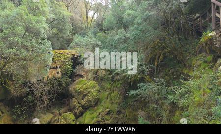 Foresta mistica sul sentiero del Rio de Mouros a Condeixa, Coimbra, Portogallo. si snoda tra querce ricoperte di muschio e fitto sottobosco, creando un'incisione Foto Stock