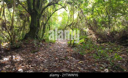 Foresta mistica sul sentiero del Rio de Mouros a Condeixa, Coimbra, Portogallo. si snoda tra querce ricoperte di muschio e fitto sottobosco, creando un'incisione Foto Stock