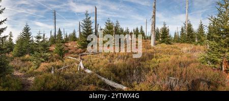 Hochlagen im Bayerischen Wald, alte altitudini nella foresta bavarese Foto Stock