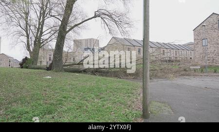 Tempesta Darragh, Birmingham, Regno Unito - albero caduto Foto Stock