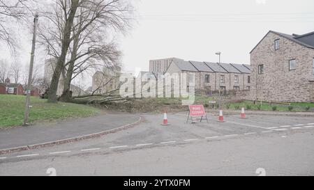 Tempesta Darragh, Birmingham, Regno Unito - albero caduto Foto Stock
