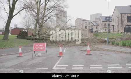 Tempesta Darragh, Birmingham, Regno Unito - albero caduto Foto Stock
