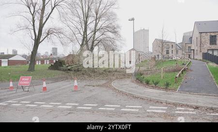 Tempesta Darragh, Birmingham, Regno Unito - albero caduto Foto Stock