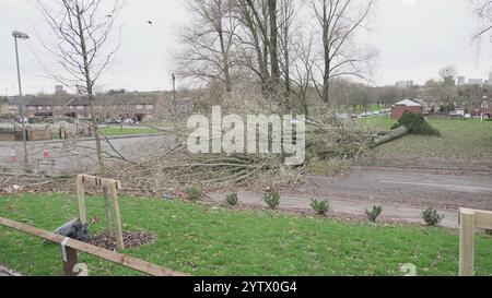 Tempesta Darragh, Birmingham, Regno Unito - albero caduto Foto Stock