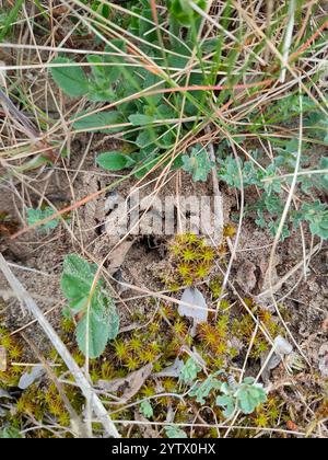 Muschio a vite di sabbia (Syntrichia ruraliformis) Foto Stock