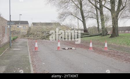Tempesta Darragh, Birmingham, Regno Unito - albero caduto Foto Stock