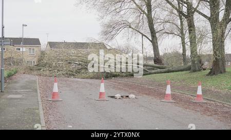 Tempesta Darragh, Birmingham, Regno Unito - albero caduto Foto Stock