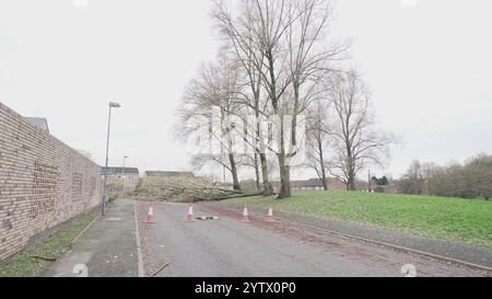 Tempesta Darragh, Birmingham, Regno Unito - albero caduto Foto Stock