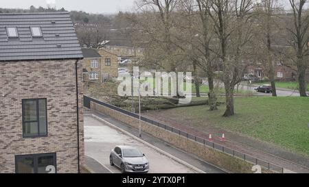 Tempesta Darragh, Birmingham, Regno Unito - albero caduto Foto Stock
