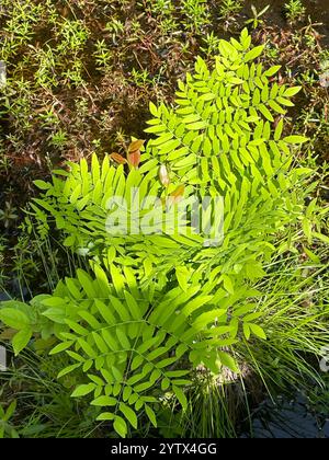 American Royal Fern (Osmunda spectabilis) Foto Stock