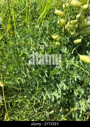 Indaco selvatico blu prateria orientale (Baptisia australis aberrans) Foto Stock
