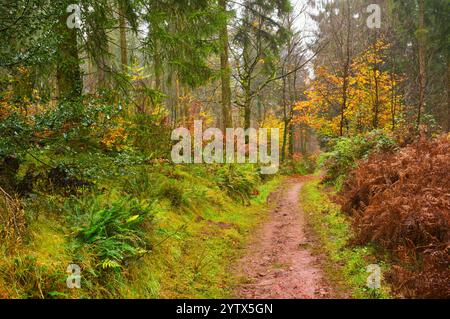 Percorso attraverso l'autunnale Wentwood. Splendidi colori vivaci di verde smeraldo, ambra e rosso arrugginito. Foto Stock