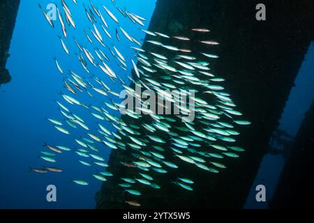 Shoal of Neon Fusilier in Ship Wreck, Pterocaesio tile, Atollo Ari, Oceano Indiano, Maldive Foto Stock