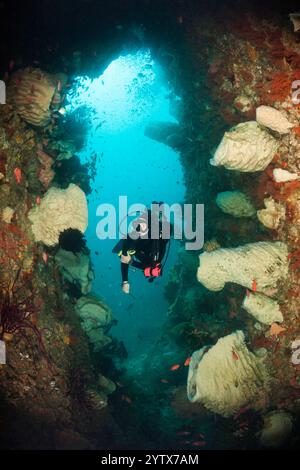 Immersioni subacquee e barriera corallina, isole dimenticate, Indonesia Foto Stock