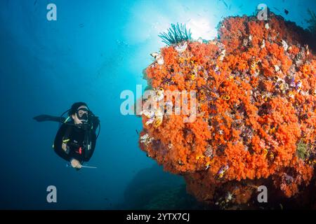 Immersioni subacquee e barriera corallina, isole dimenticate, Indonesia Foto Stock