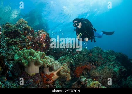 Immersioni subacquee e barriera corallina, isole dimenticate, Indonesia Foto Stock