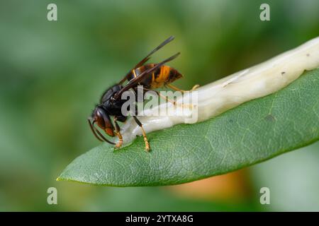 Calabrone asiatico attratto dal miele d'api Foto Stock