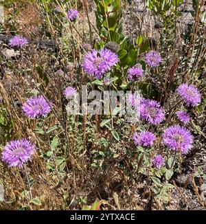 Zecca di Coyote (Monardella villosa) Foto Stock