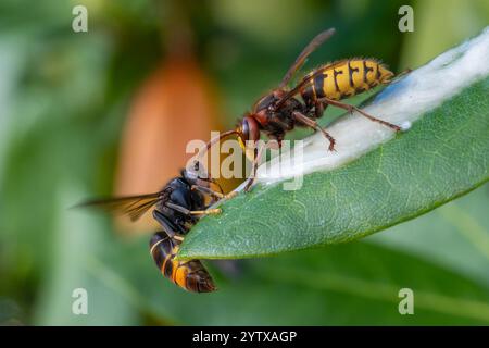 Calabrone europeo (Vespa crabro) e calabrone asiatico (Vespa velutina) in una foto, Europäische Hornisse neben Asiatischer Hornisse Foto Stock