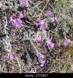 Stock di sabbia (Malcolmia littorea) Foto Stock