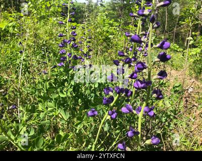Indaco selvatico blu prateria orientale (Baptisia australis aberrans) Foto Stock