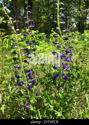 Indaco selvatico blu prateria orientale (Baptisia australis aberrans) Foto Stock