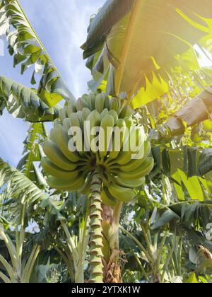 Piantagione di alberi da frutto nelle giornate di sole Foto Stock
