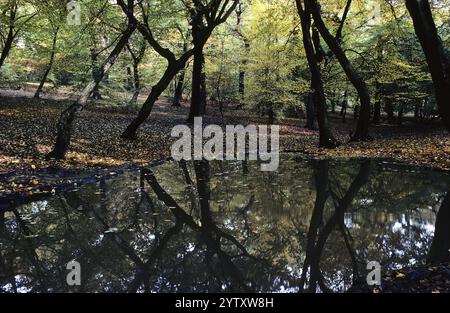 Piscina Woodland, Queens Wood, North London Foto Stock