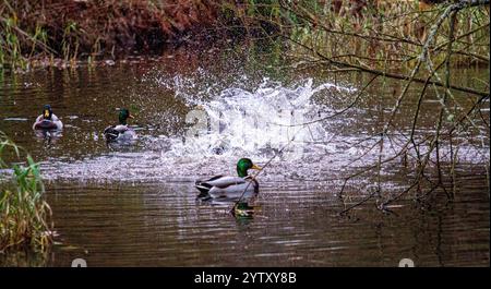 Dundee, Tayside, Scozia, Regno Unito. 8 dicembre 2024. Fauna selvatica del Regno Unito: Il Caird Park di Dundee ha un clima freddo e coperto a dicembre che mostra vivaci anatre domestiche che si tuffano nello stagno del parco. Crediti: Dundee Photographics/Alamy Live News Foto Stock