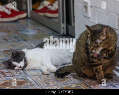 Il gatto Tabby sbadiglia accanto a un gatto grigio e bianco rilassato adagiato su un pavimento piastrellato splendidamente decorato, che mostra il fascino e la personalità di feline com Foto Stock